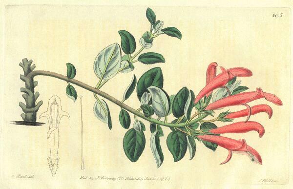 Columnea scandens - Edwards, 1824