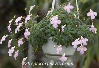 streptocarpus-saxorum