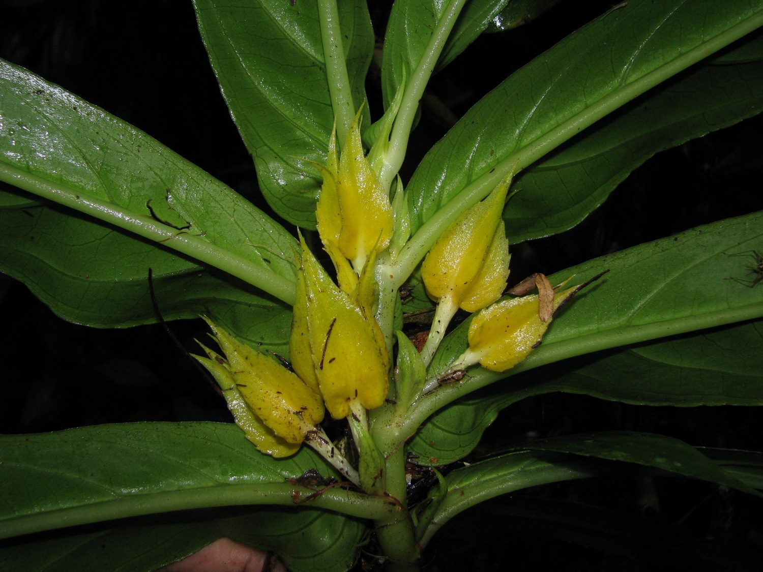 Columnea Kalbreyeriana Gesneriad Reference Web Columnea Kalbreyeriana Gesneriad Reference Web
