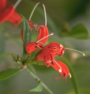 Aeschynanthus horsfieldii flowers