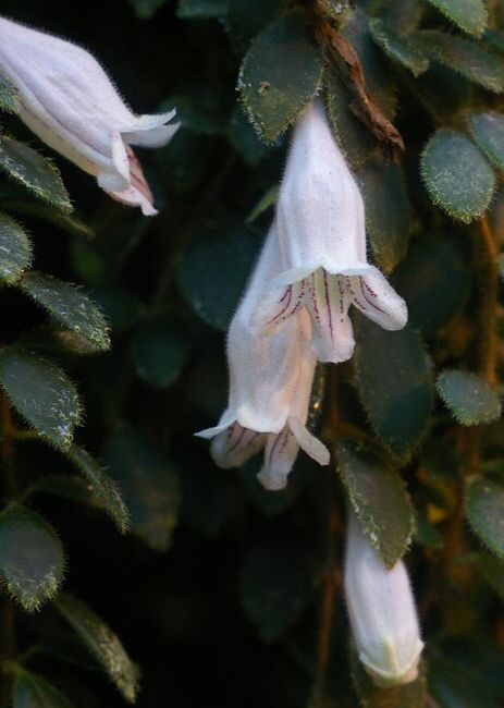Aeschynanthus chiritoides