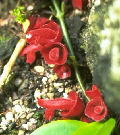 Aeschynanthus obconicus closeup