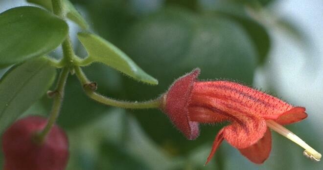 Aeschynanthus cordifolius flower