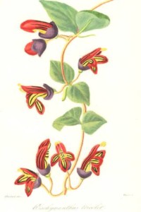 Aeschynanthus tricolor - Herincq, 1859