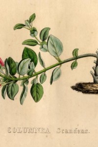 Columnea scandens - Van Geel, 1828