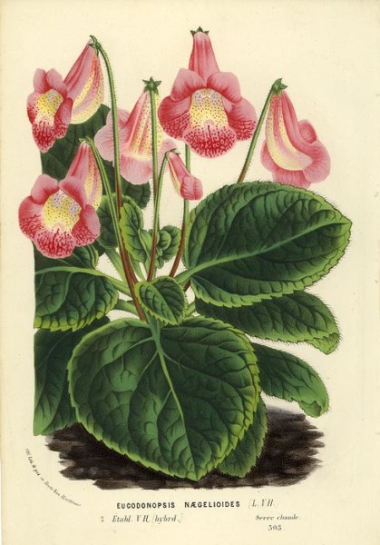 Eucodonopsis naegelioides - Van Houtte, 1865