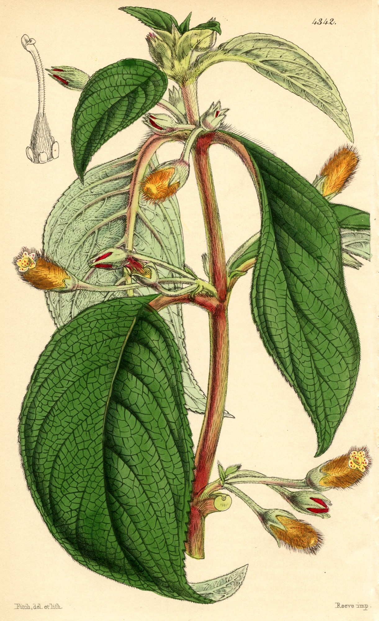 Gesneria triflora | Gesneriad Reference Web