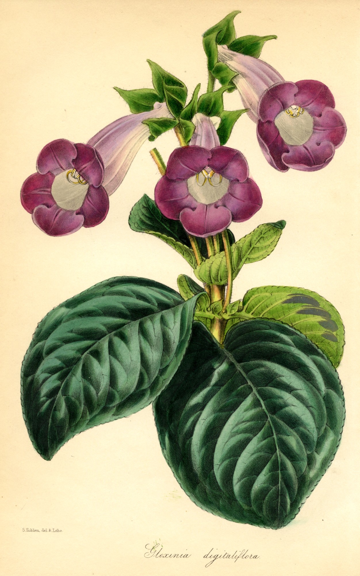 Gloxinia digitaliflora | Gesneriad Reference Web
