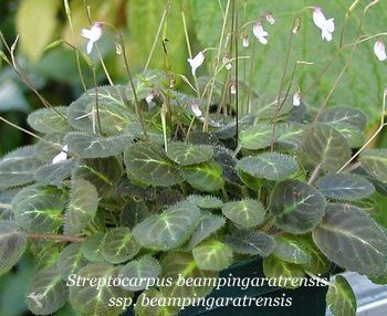 streptocarpus-beampingaratrensis-ssp-beamp