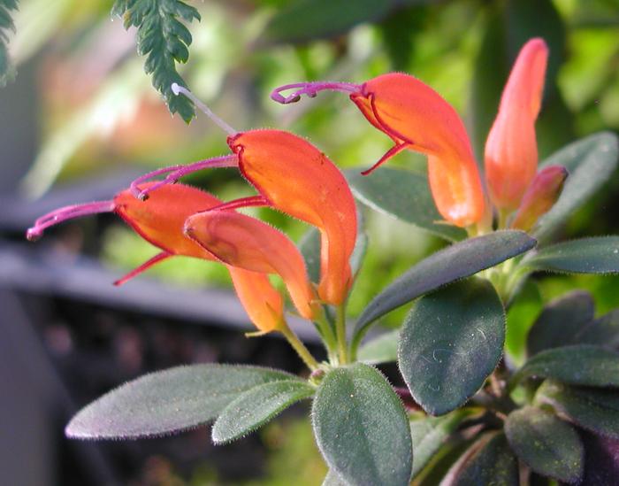 Aeschynanthus hildebrandii flowers