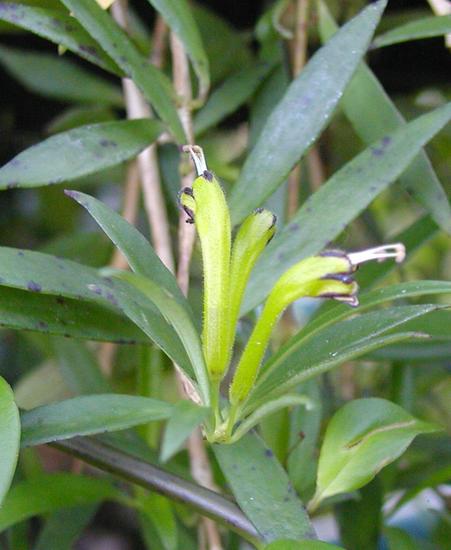 Aeschynanthus angustifolius leaves