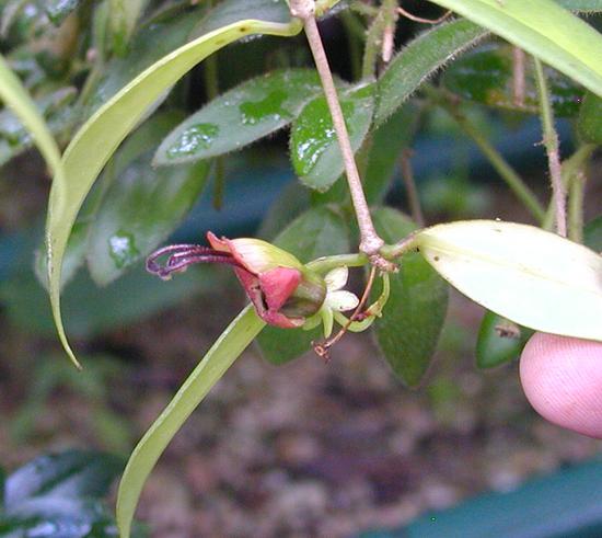 Aeschynanthus acuminatus closeup