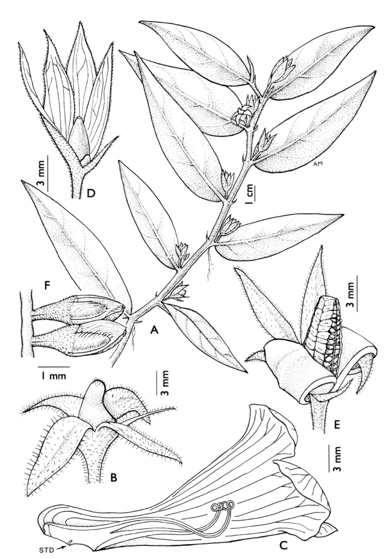 Pollination V Gesneriad Reference 