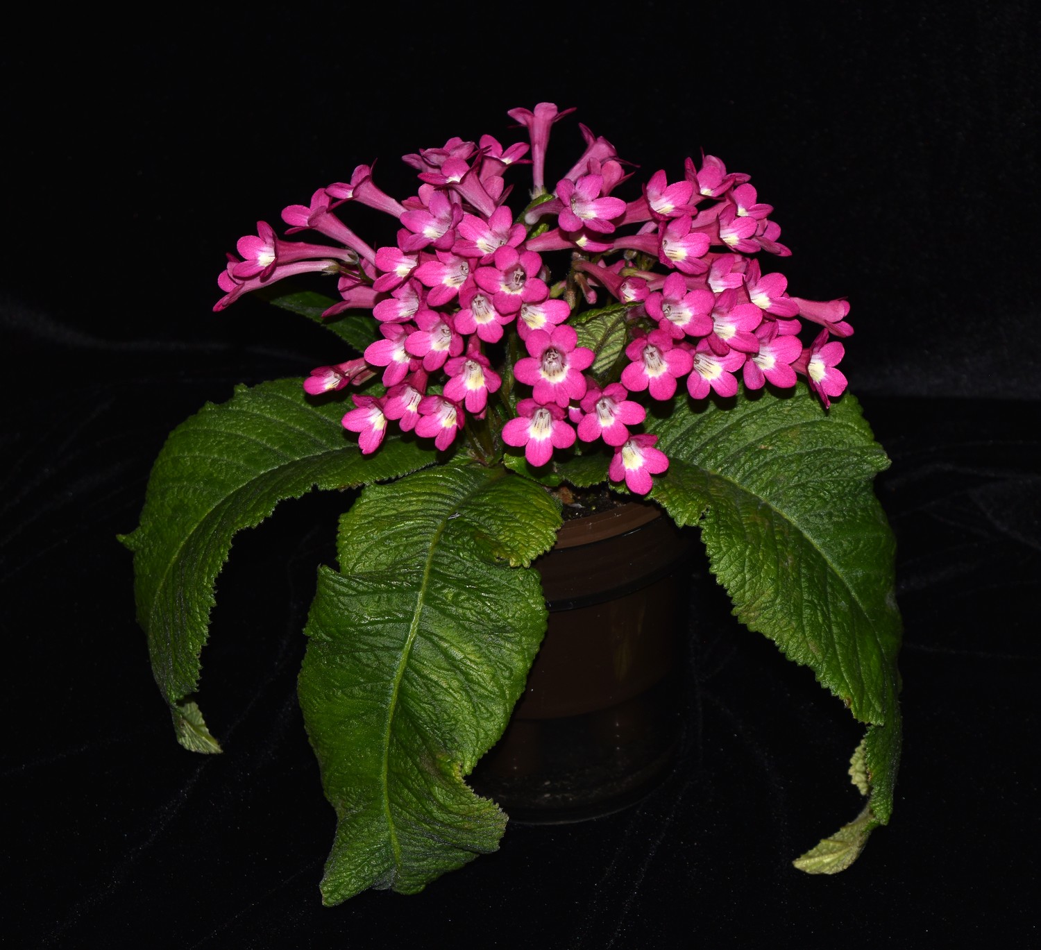Streptocarpus ‘Dale’s Ring of Fire’ | Gesneriad Reference Web