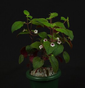 Achimenes misera