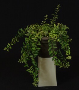 Aeschynanthus 'Bolero Bicolore'