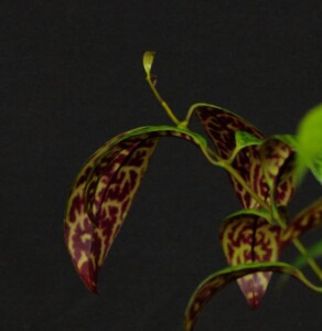 Aeschynanthus longicaulis