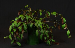 Aeschynanthus longicaulis