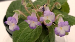 Eucodonia 'Delaware'
