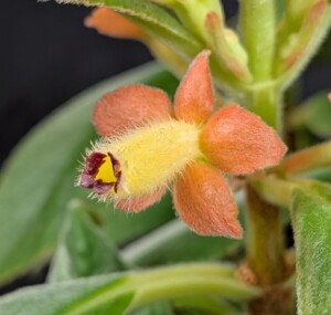 Cobananthus calochlamys