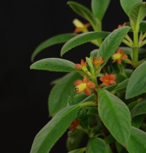 Cobananthus calochlamys