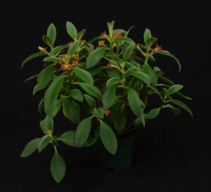 Cobananthus calochlamys