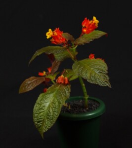 Chrysothemis pulchella 'Black Flamingo'