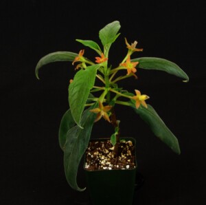 Cobananthus calochlamys