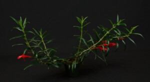 Columnea crassifolia