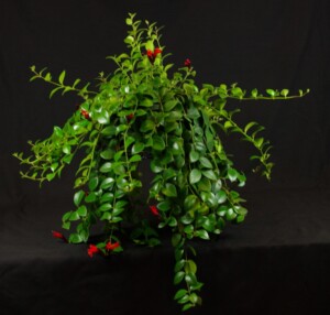 Aeschynanthus pulcher