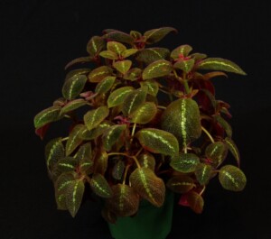Episcia 'La Soledad Bronze''