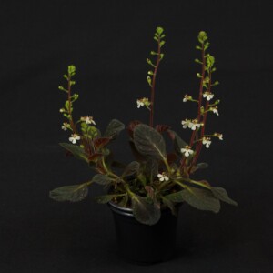 Gloxinia erinoides