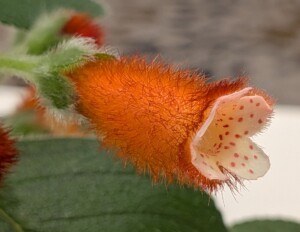 Kohleria 'Bud's Lava Bomb'