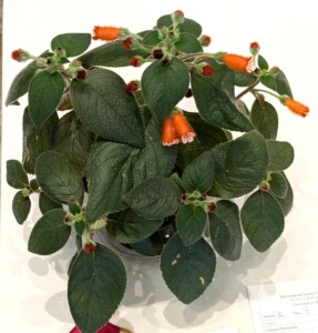 Kohleria 'Bud's Lava Bomb'