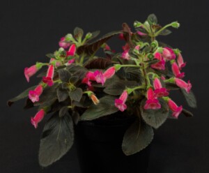 Kohleria 'Bud's Strawberry Shortcake'
