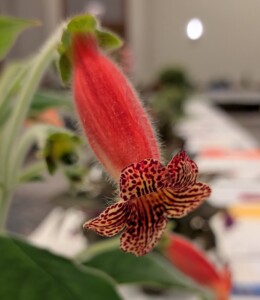 Kohleria 'Cinnamon Toast'