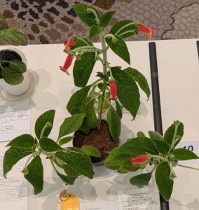 Kohleria 'Cinnamon Toast'
