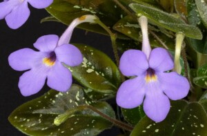 Michaelmoelleria vietnamensis