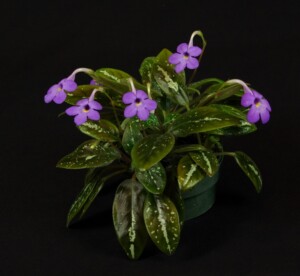 Michaelmoelleria vietnamensis