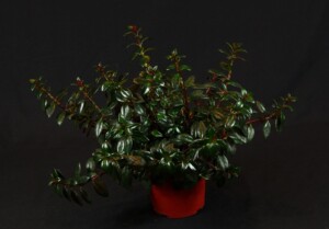 Nematanthus 'Shady Lady Mae'