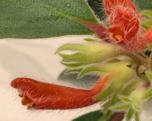 Nematanthus fissus