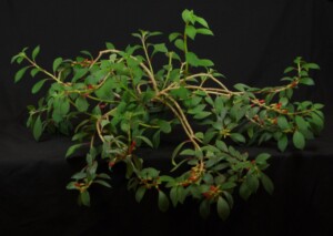 Nematanthus fissus