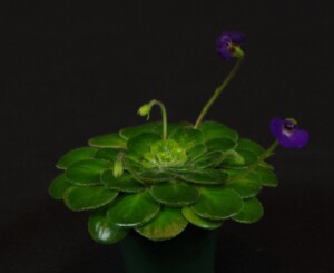 Petrocosmea rotundifolia