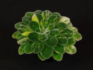Petrocosmea sericea 'Ice Shards'