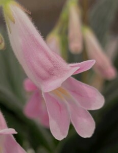 Primulina 'Candy'