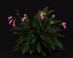 Primulina 'Candy'