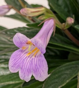 Primulina 'Charley'