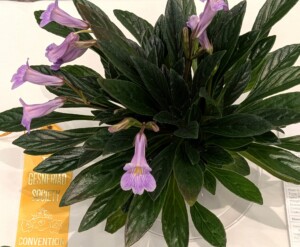 Primulina 'Charley'
