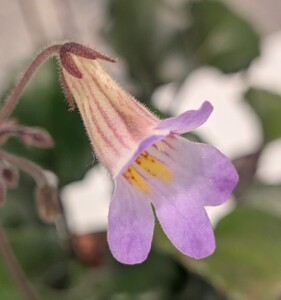 Primulina 'GCCC's Alfonso'