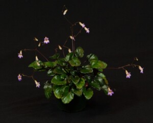 Primulina 'GCCC's Alfonso'